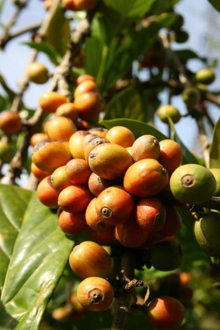 My Liberica Coffee Cherry