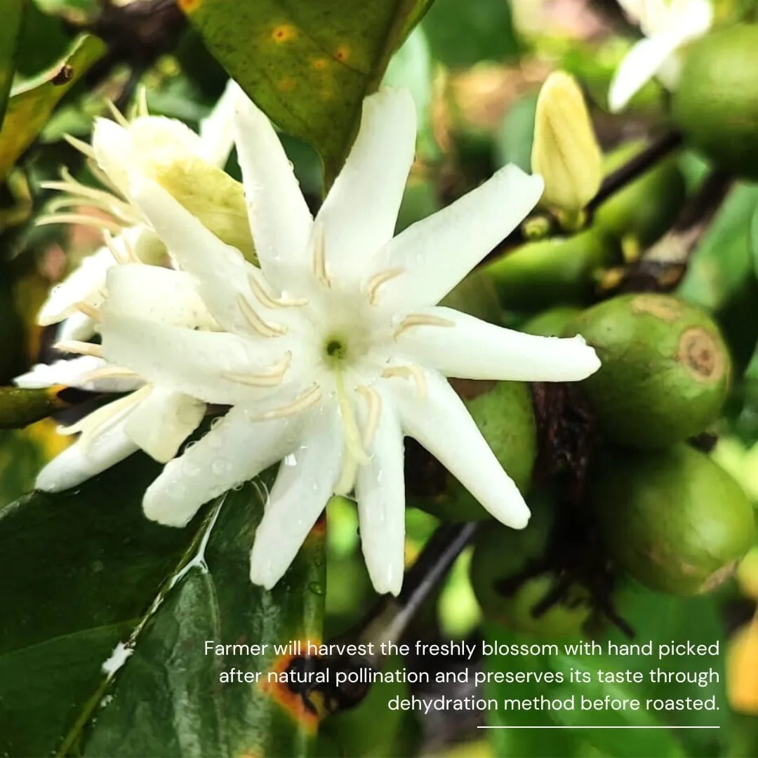 MY LIBERICA Coffee Blossom Tea - Image 4