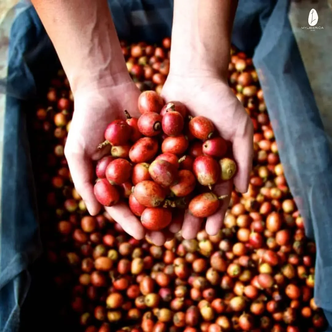 MY Liberica Coffee Cherries
