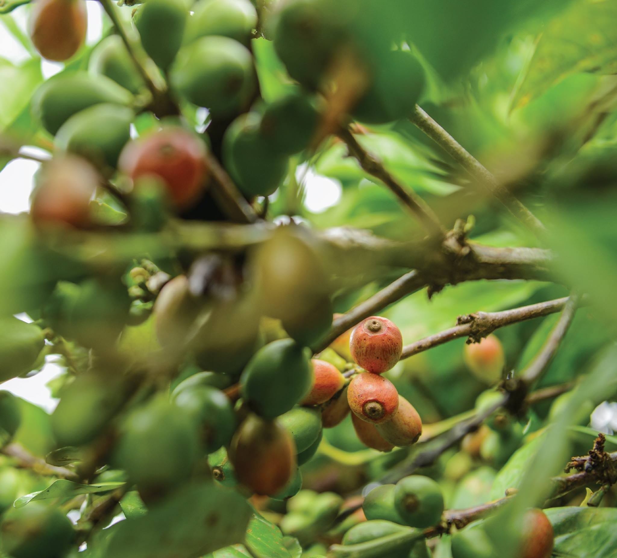 LIBERICA COFFEE TREE 1