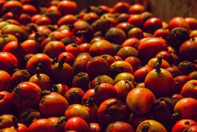 coffee cherry 2